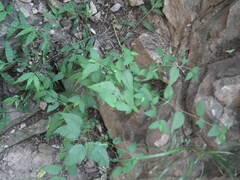 Corchoropsis crenata