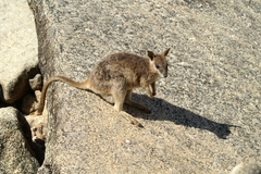 Petrogale mareeba