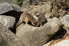 Petrogale mareeba