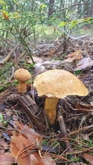 Suillus variegatus