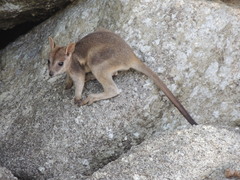 Petrogale mareeba