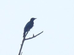 Hylopsar purpureiceps