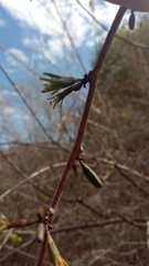 Adenia olaboensis image