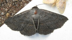 Lesmone griseipennis