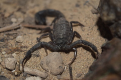 Hottentotta zagrosensis