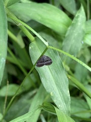 Ricaniidae
