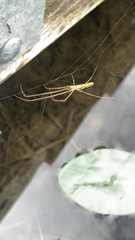 Tetragnatha elongata