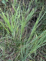 Panicum dichotomiflorum