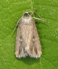 Condica temecula