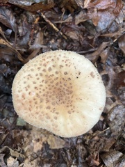 Amanita citrina