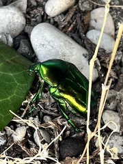 Protaetia speciosissima