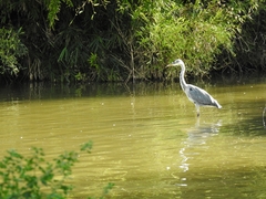 Ardea cinerea