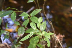Melastoma malabathricum