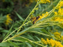 Aculeata