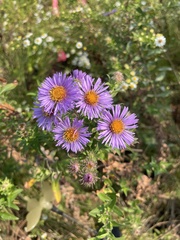 Symphyotrichum novae-angliae