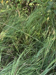 Panicum dichotomiflorum