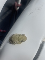 Trachycephalus vermiculatus