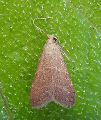 Arta epicoenalis