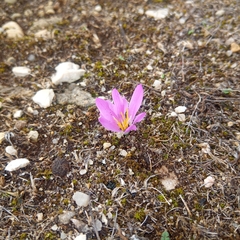 Colchicum