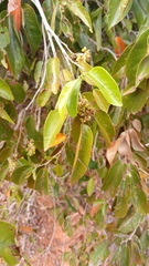 Schizolaena parviflora image