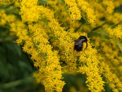 Melissodes bimaculatus