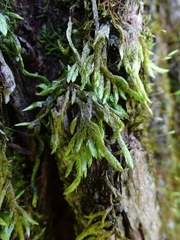 Entodon cladorrhizans