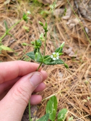 Cerastium fontanum