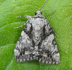 Catocala verrilliana