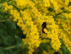 Melissodes bimaculatus