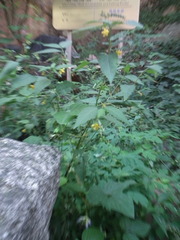 Corchoropsis crenata