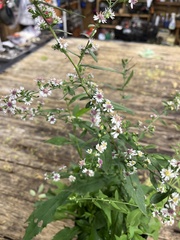 Symphyotrichum lateriflorum