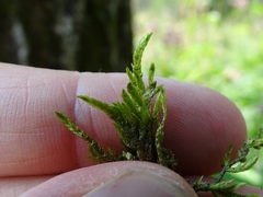 Entodon cladorrhizans