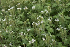 Phacelia rupestris