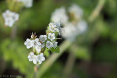 Phacelia rupestris