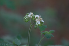 Phacelia rupestris