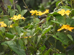 Cinnyris chloropygius