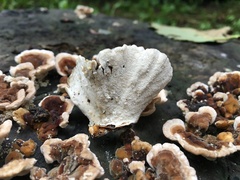 Trametes versicolor