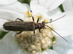 Oedemera virescens