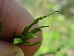 Entodon cladorrhizans