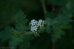 Phacelia rupestris