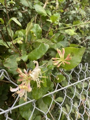 Lonicera periclymenum