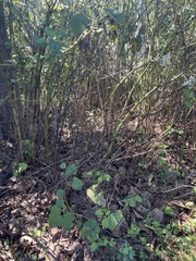 Reynoutria sachalinensis