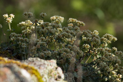 Eriogonum jamesii
