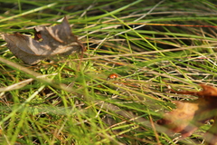 Coccinella