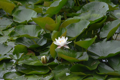 Nymphaea alba