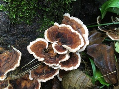 Trametes versicolor