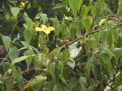 Cinnyris chloropygius