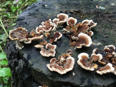 Trametes versicolor