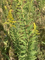 Oncopeltus fasciatus