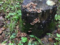 Trametes versicolor